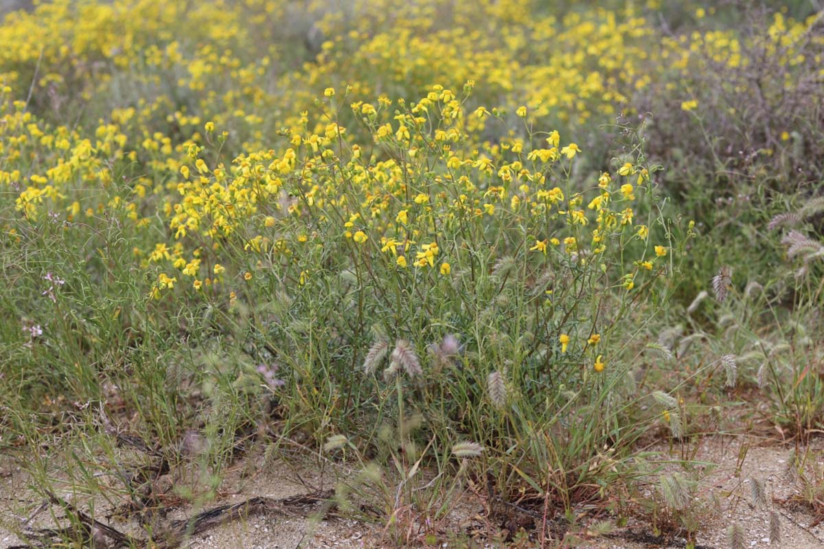 Учёные Института пустынь провели инвентаризацию пастбищной растительности Прикаспия