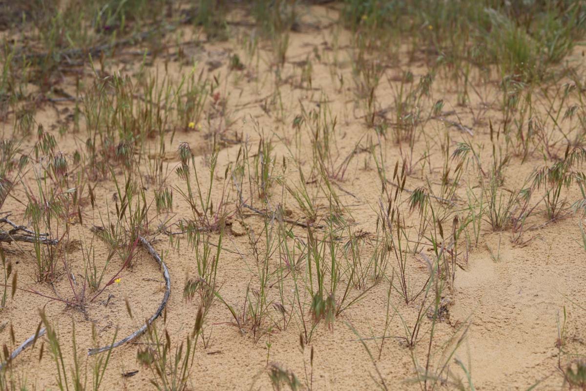 Учёные Института пустынь провели инвентаризацию пастбищной растительности Прикаспия