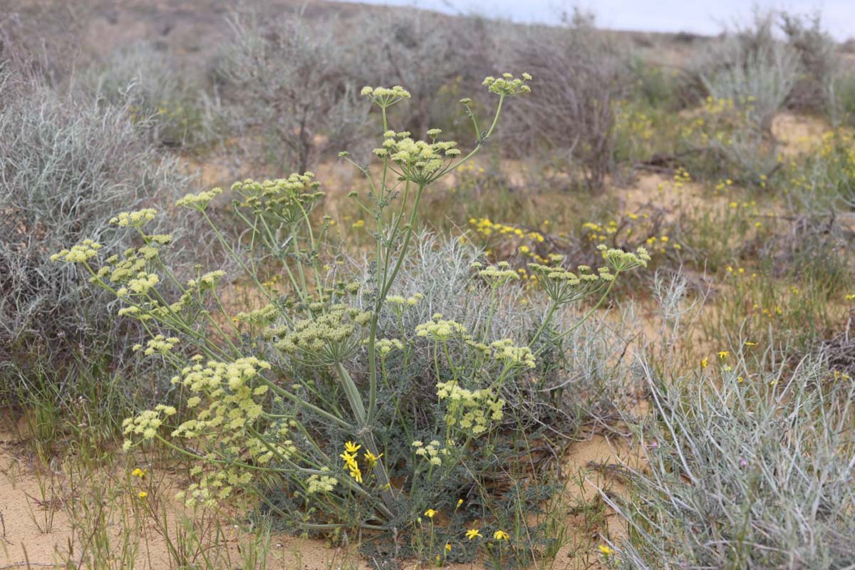 Учёные Института пустынь провели инвентаризацию пастбищной растительности Прикаспия
