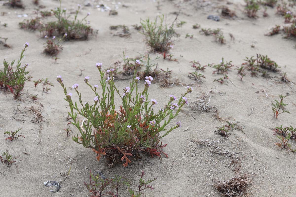 Учёные Института пустынь провели инвентаризацию пастбищной растительности Прикаспия
