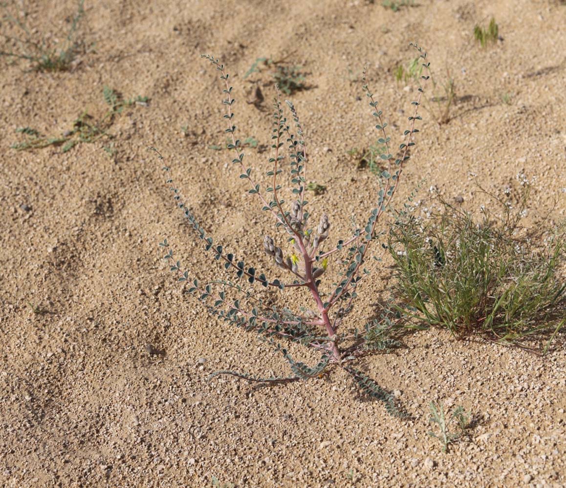Учёные Института пустынь провели инвентаризацию пастбищной растительности Прикаспия
