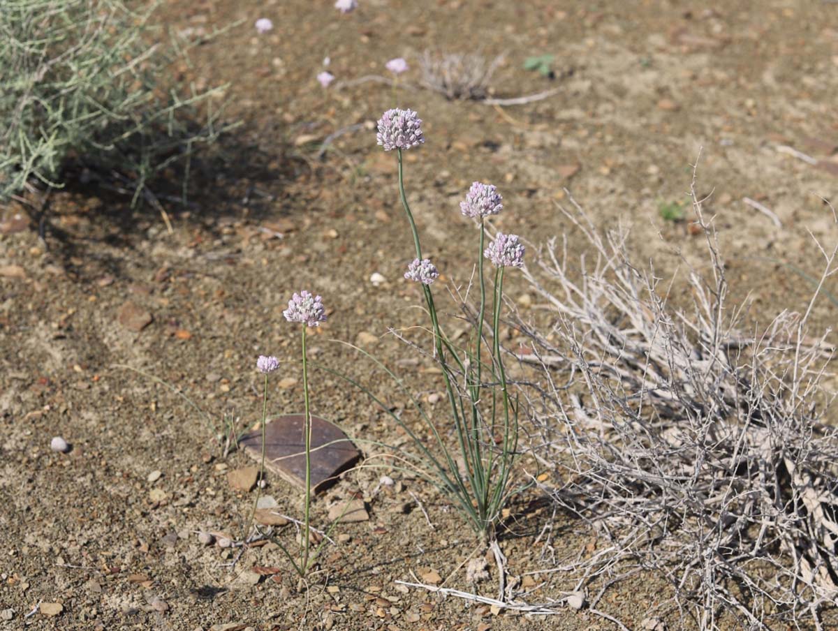 Учёные Института пустынь провели инвентаризацию пастбищной растительности Прикаспия