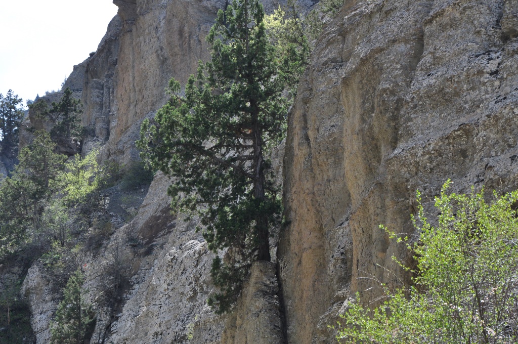 Arça ýagynyň esasynda taýýarlanylan şypaly melhemiň häsiýetleri öwrenildi