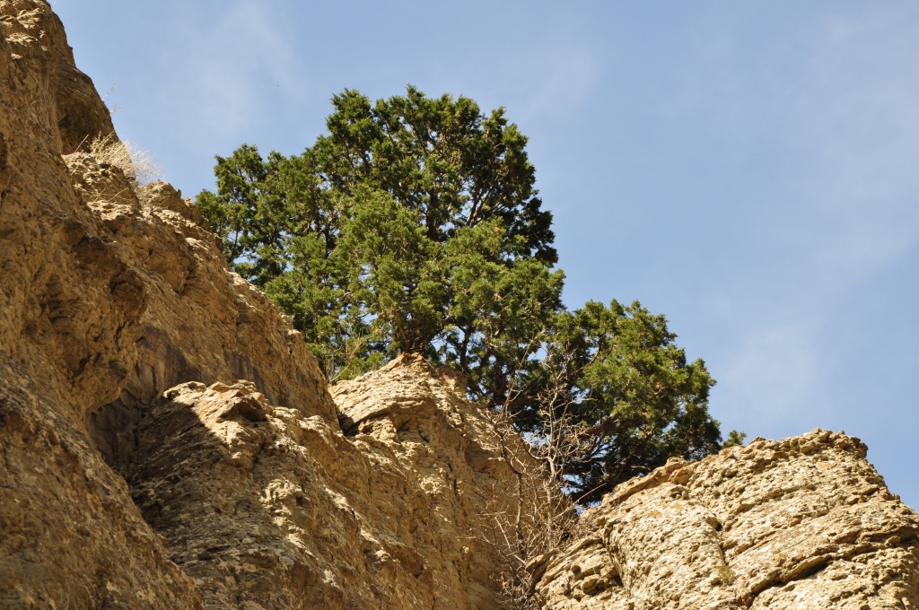 Arça ýagynyň esasynda taýýarlanylan şypaly melhemiň häsiýetleri öwrenildi