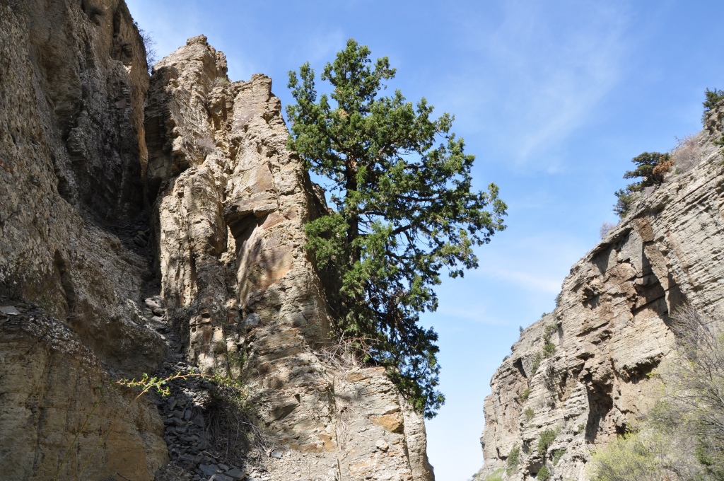 Arça ýagynyň esasynda taýýarlanylan şypaly melhemiň häsiýetleri öwrenildi