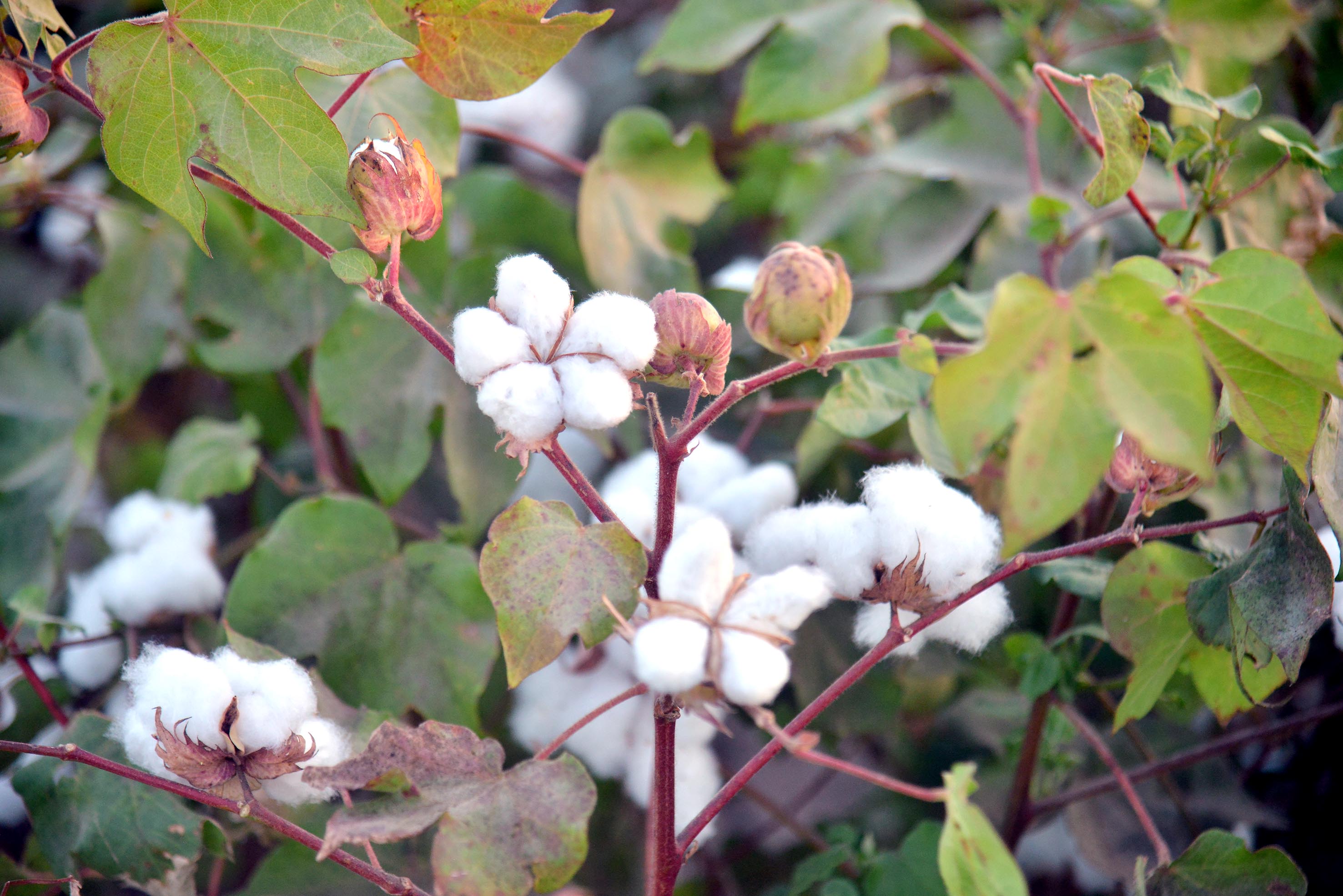 The cotton harvest campaign has started in Turkmenistan