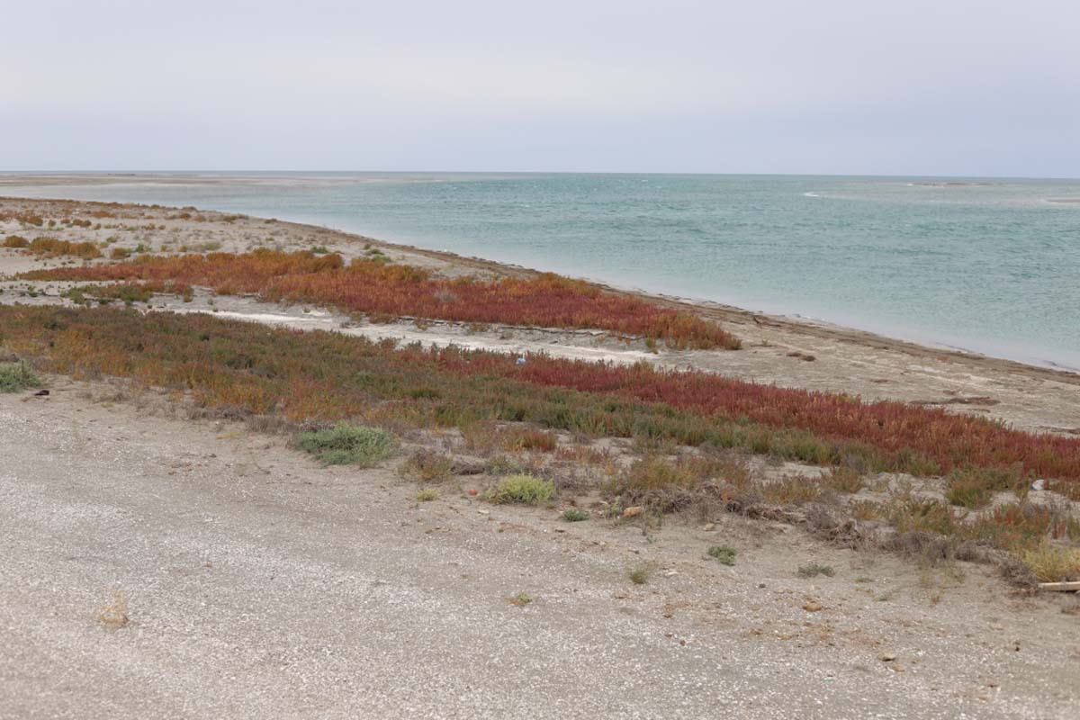 Изучаются гидроморфные экосистемы Прикаспия