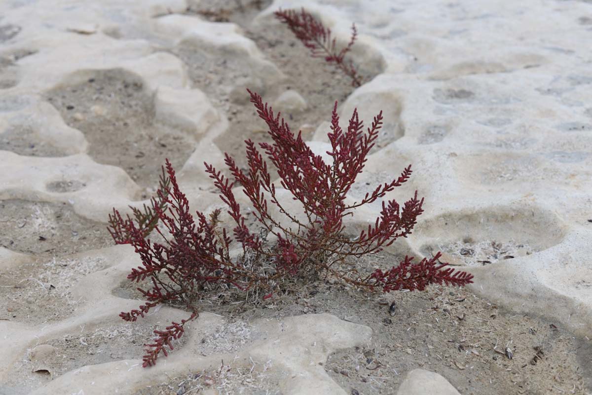 Изучаются гидроморфные экосистемы Прикаспия