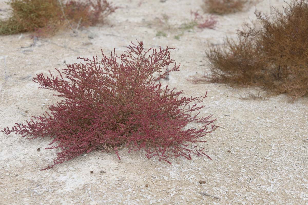 Изучаются гидроморфные экосистемы Прикаспия