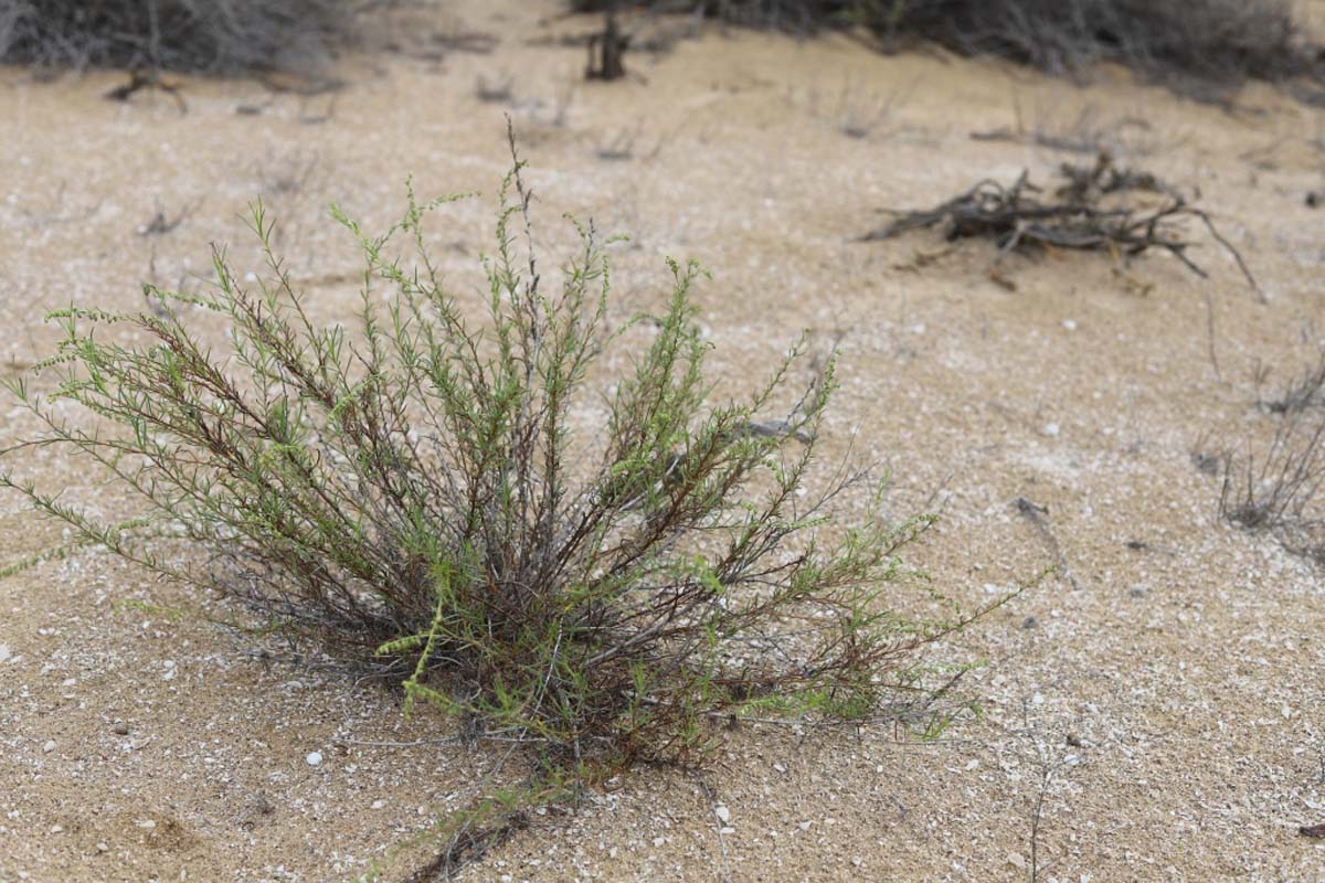 Изучаются гидроморфные экосистемы Прикаспия