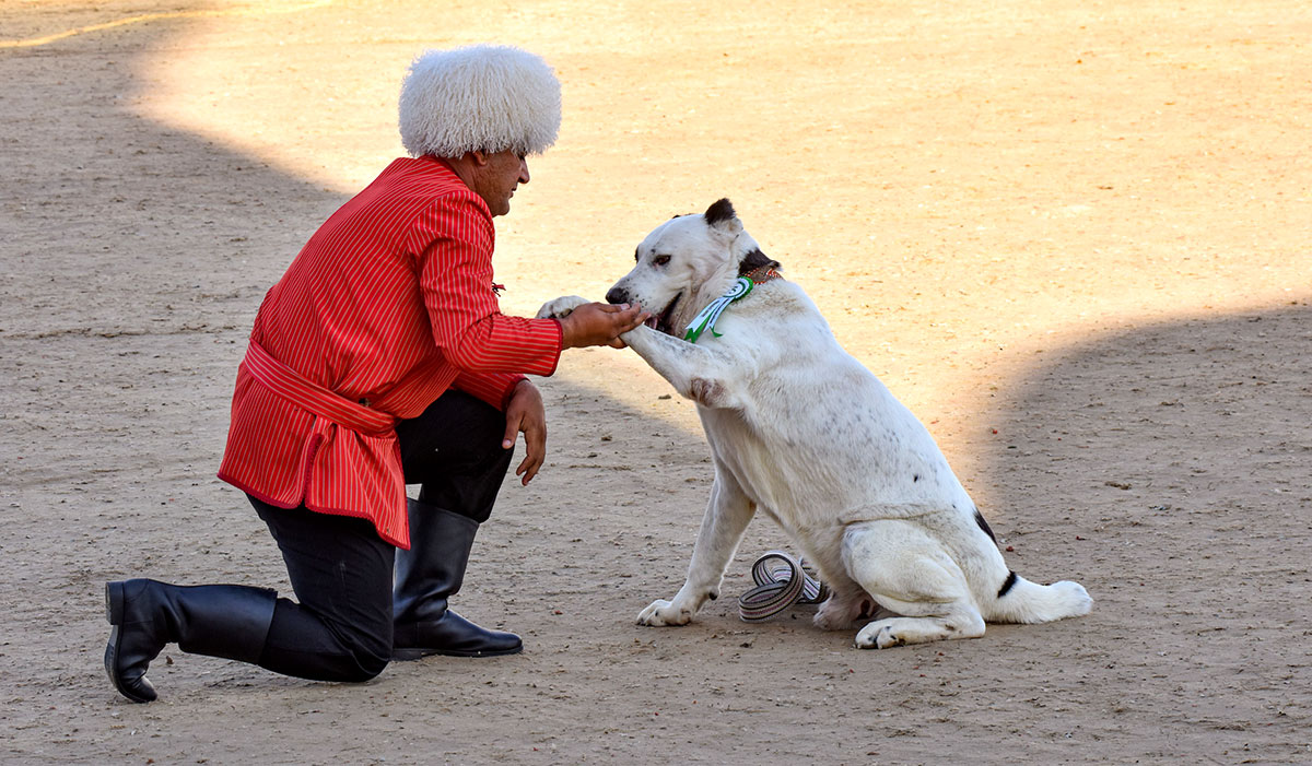 В Туркменистане отмечен Праздник туркменского алабая