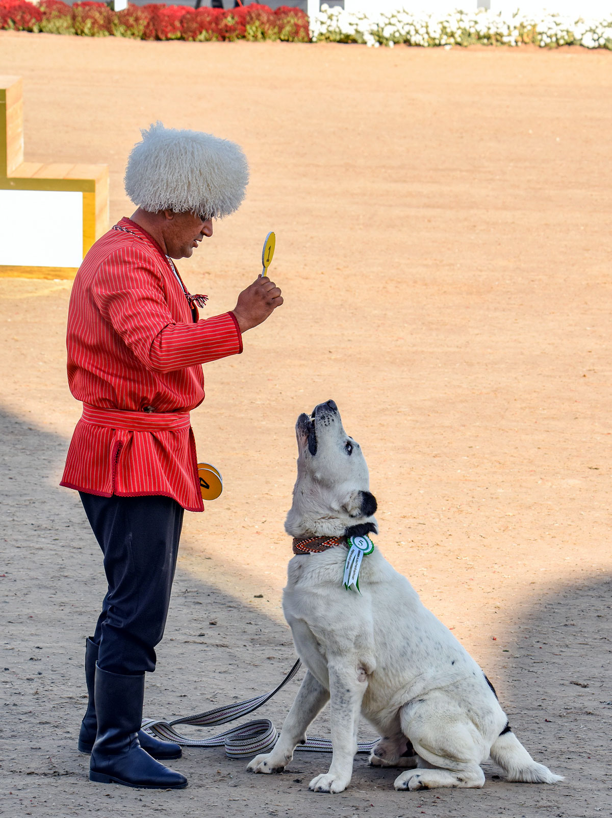 В Туркменистане отмечен Праздник туркменского алабая