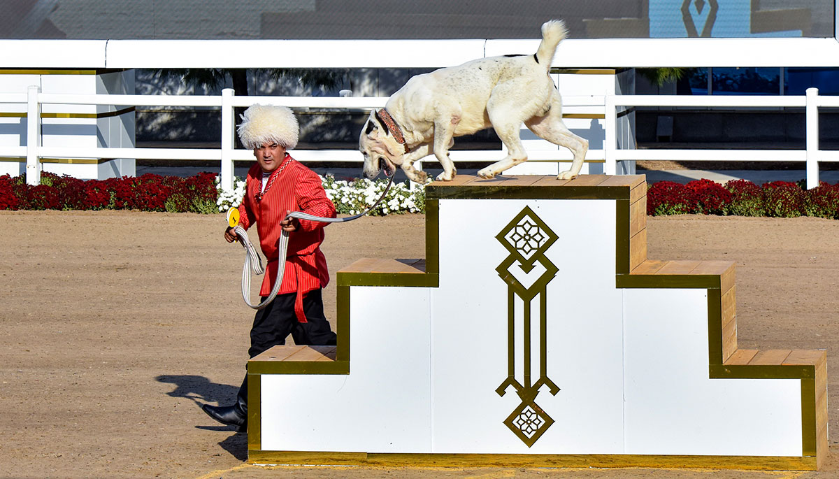 В Туркменистане отмечен Праздник туркменского алабая