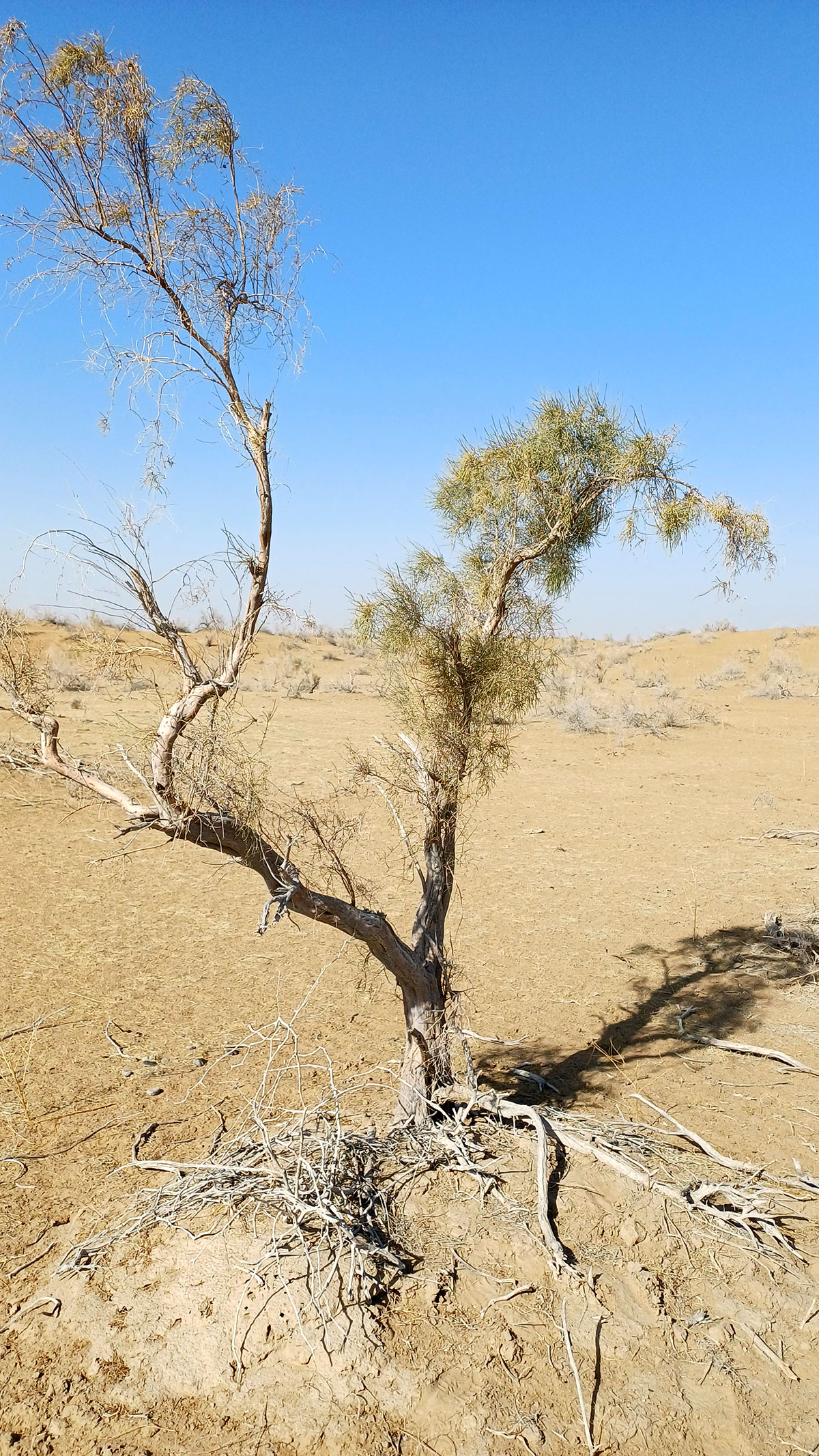 Alymlar Türkmenistanyň Aral ýakasynda geobotaniki barlaglary geçirdiler