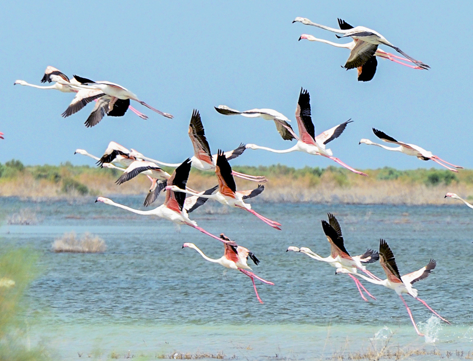 Türkmenistanyň guşlar dünýäsi fotohabarçy Ahmet Taňrygulyýewiň obýektiwinde