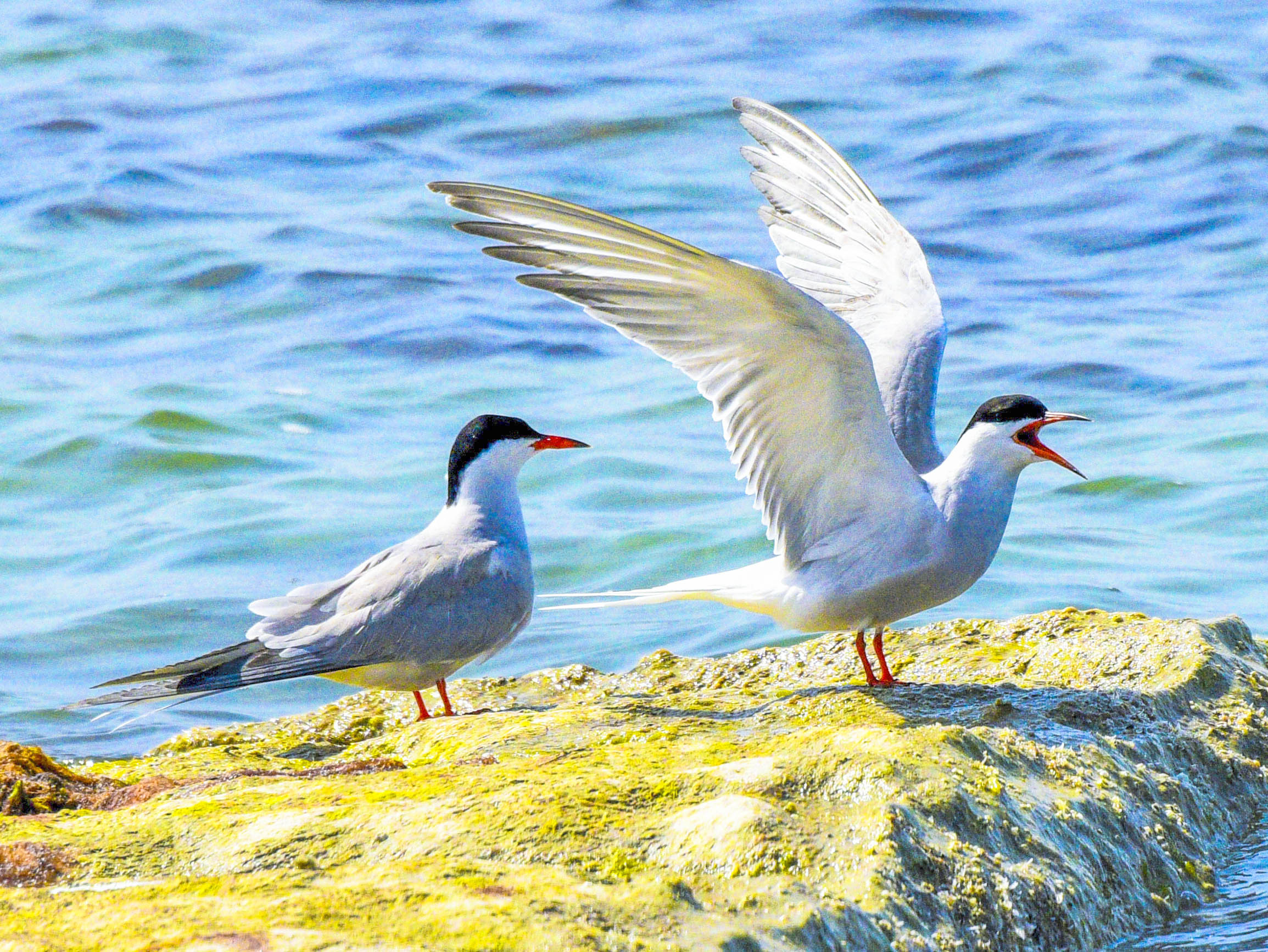 Türkmenistanyň guşlar dünýäsi fotohabarçy Ahmet Taňrygulyýewiň obýektiwinde