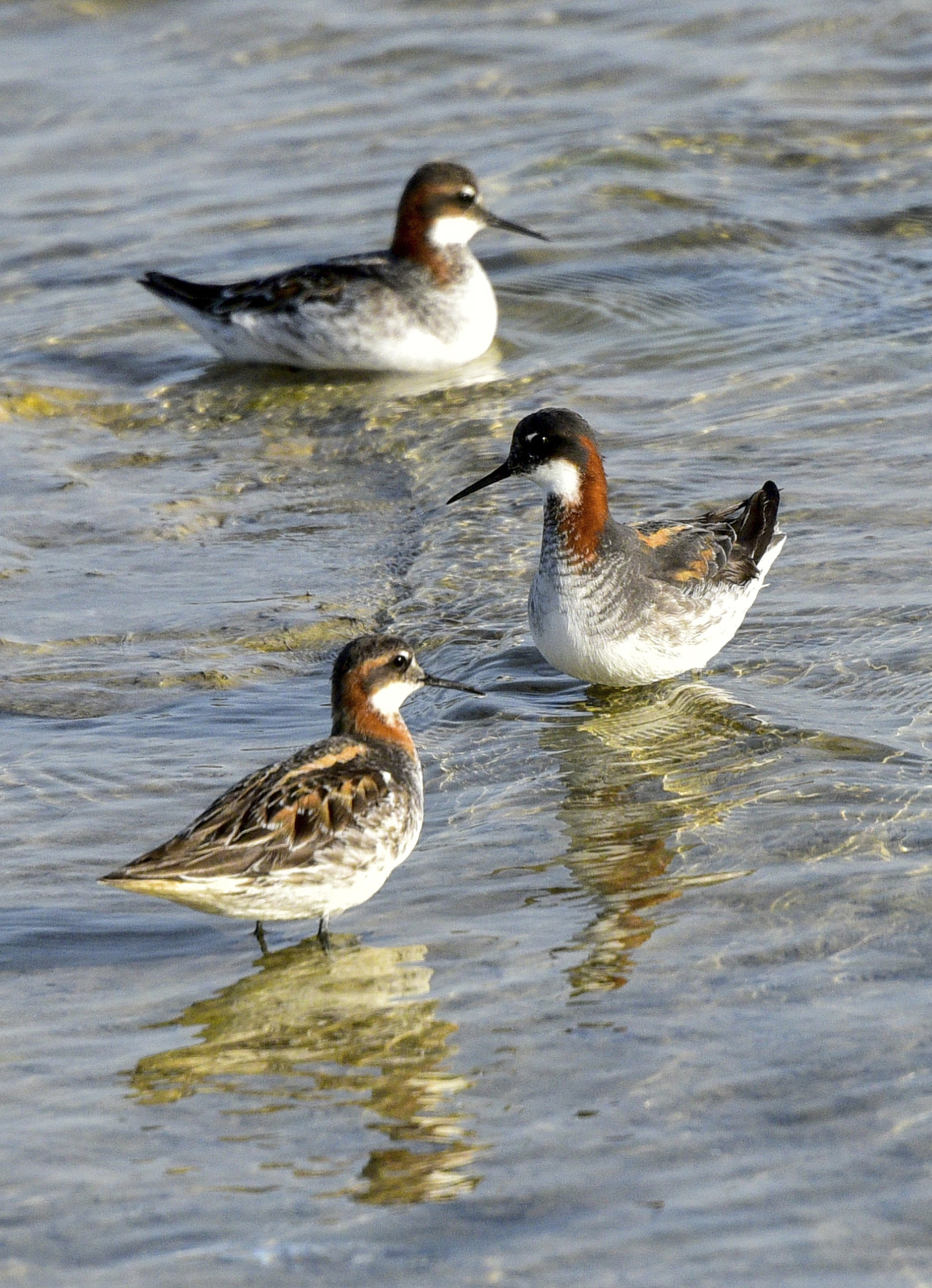 Türkmenistanyň guşlar dünýäsi fotohabarçy Ahmet Taňrygulyýewiň obýektiwinde