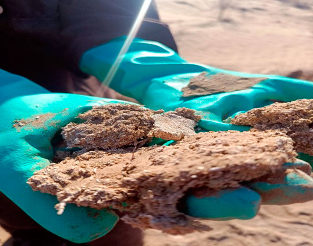 Инновационные методы борьбы с опустыниванием на основе биотехнологий