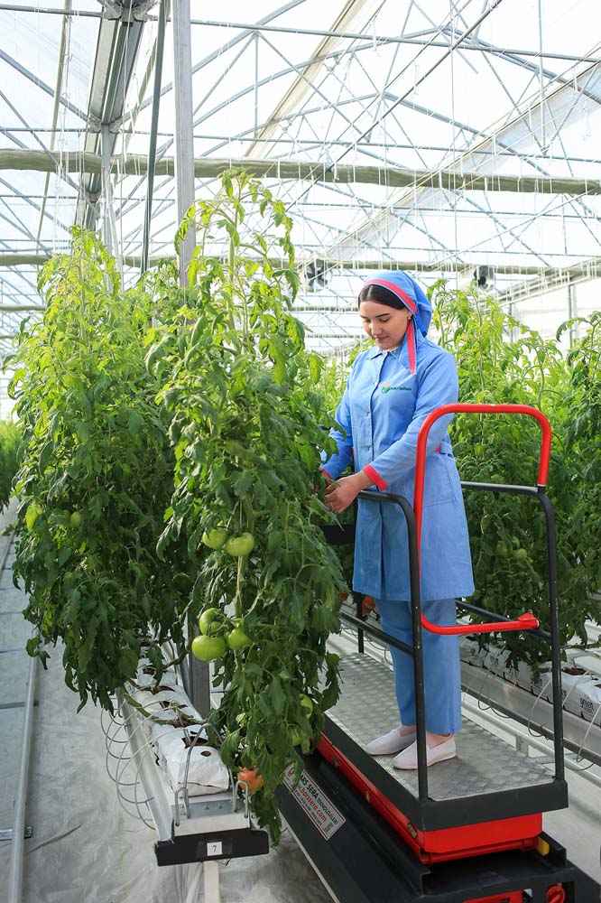 Modern greenhouse commissioned in Balkan velayat