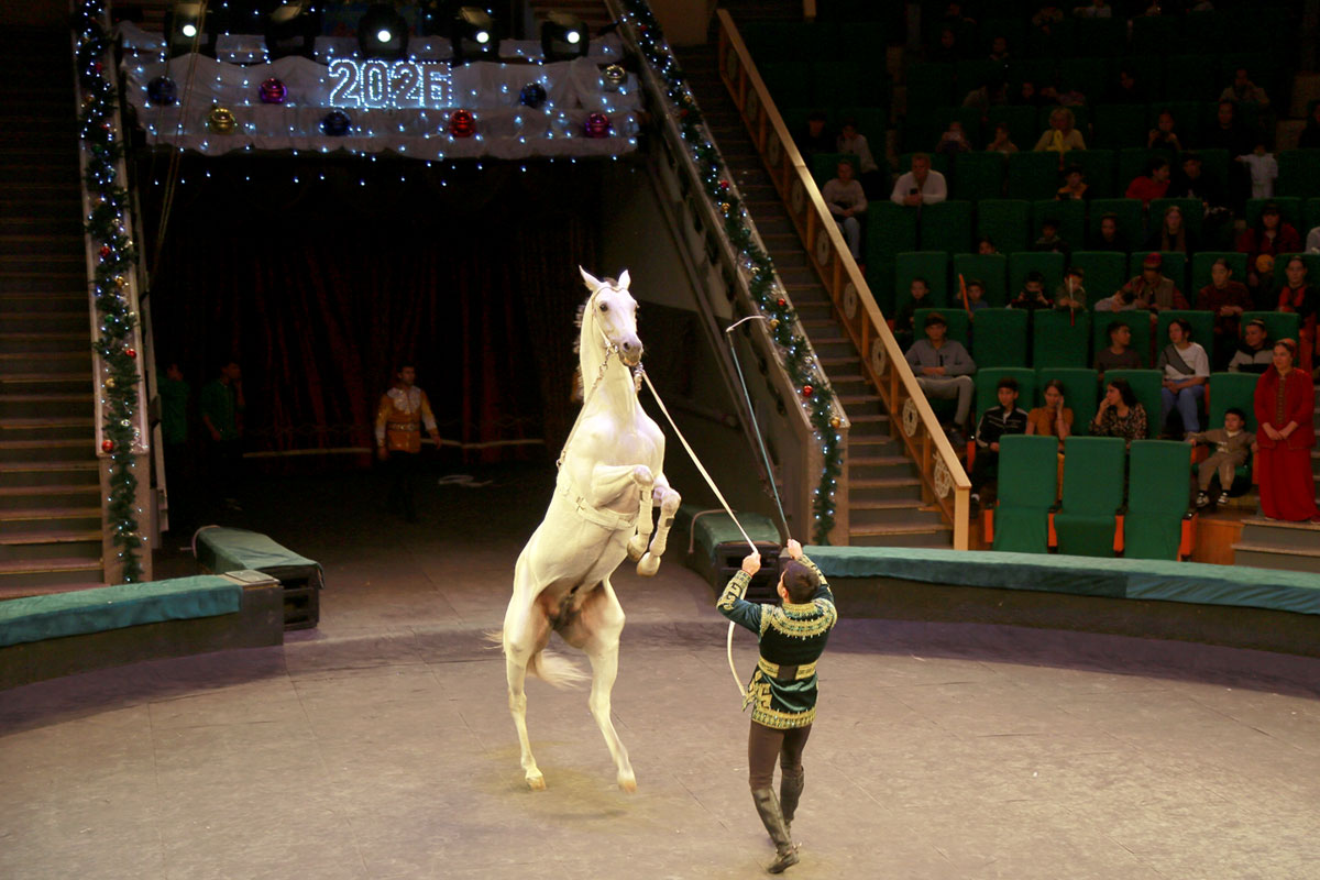 Новогоднее цирковое представление «Крылатые скакуны»