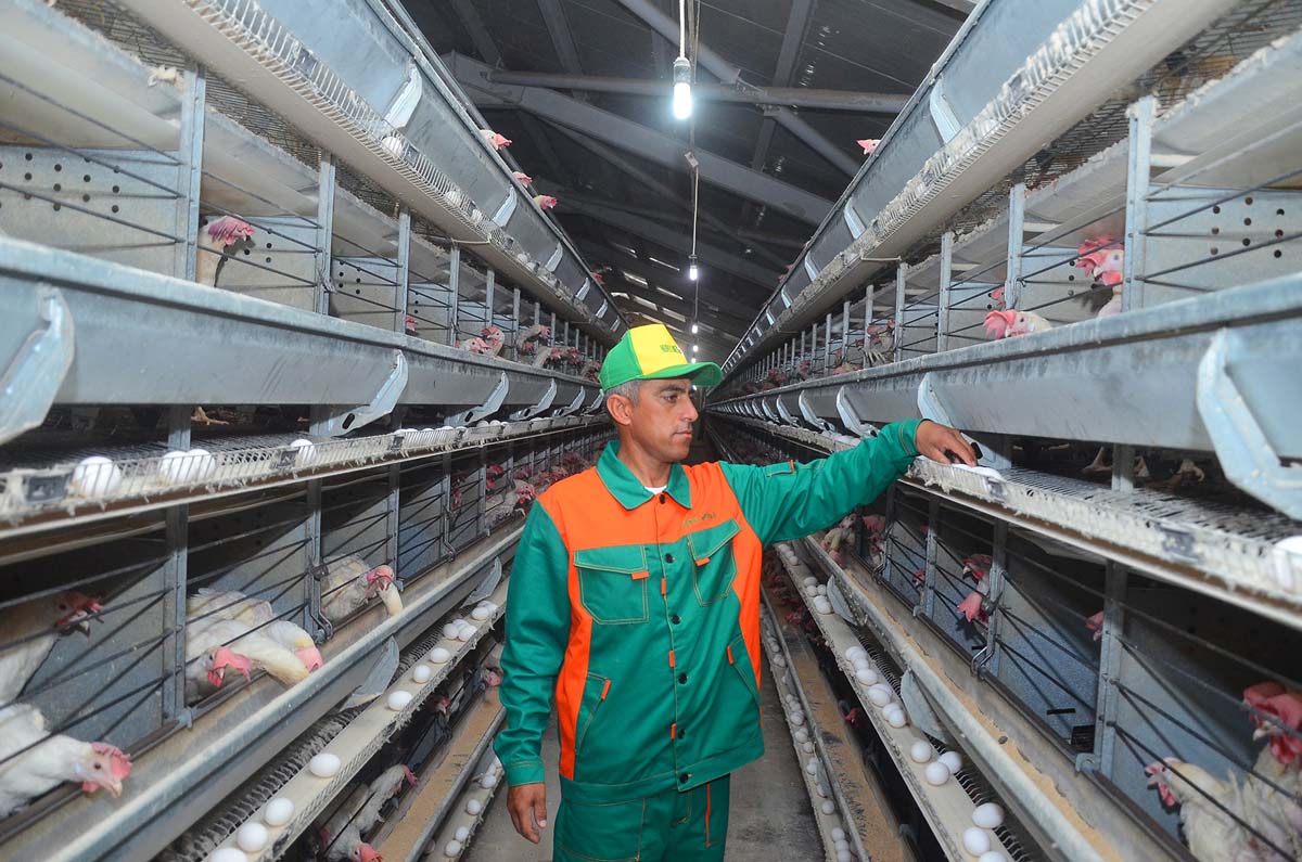 Täze ýyla şowly gadamlar bilen