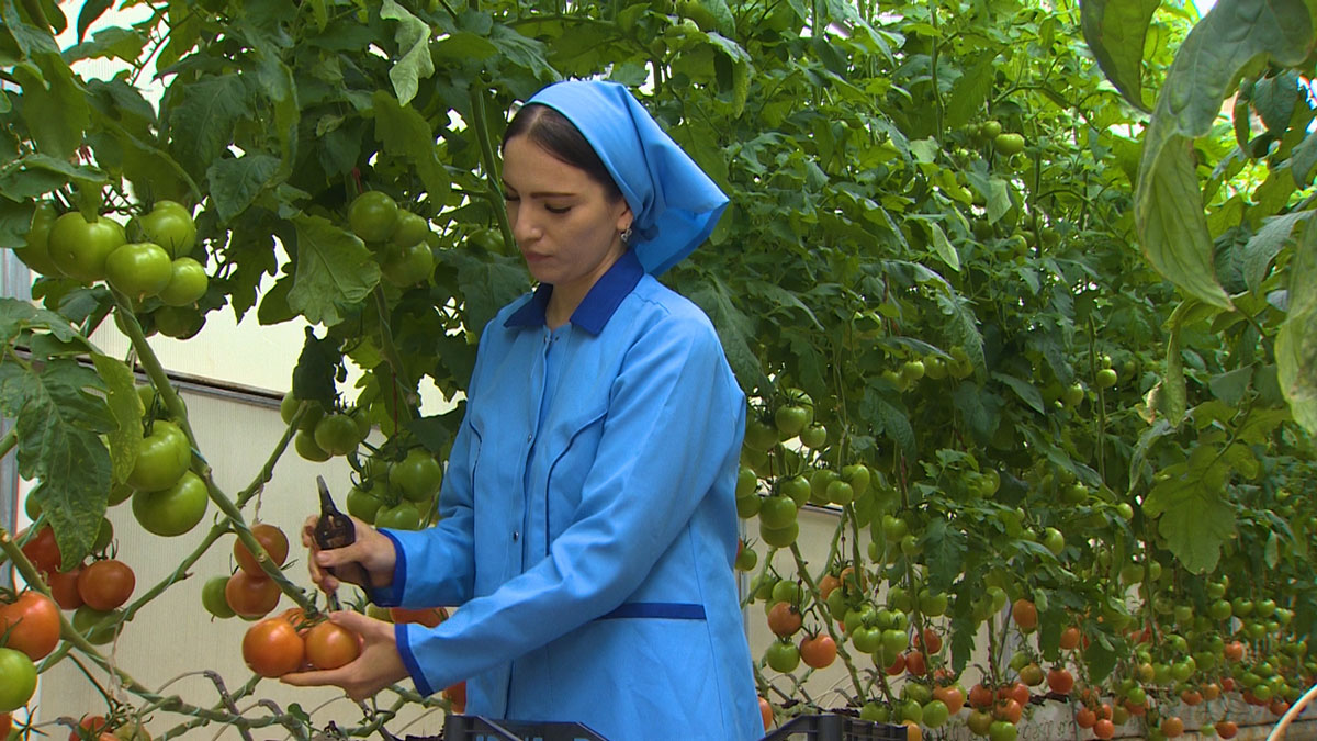 Тепличные томаты от балканских предпринимателей – круглый год!