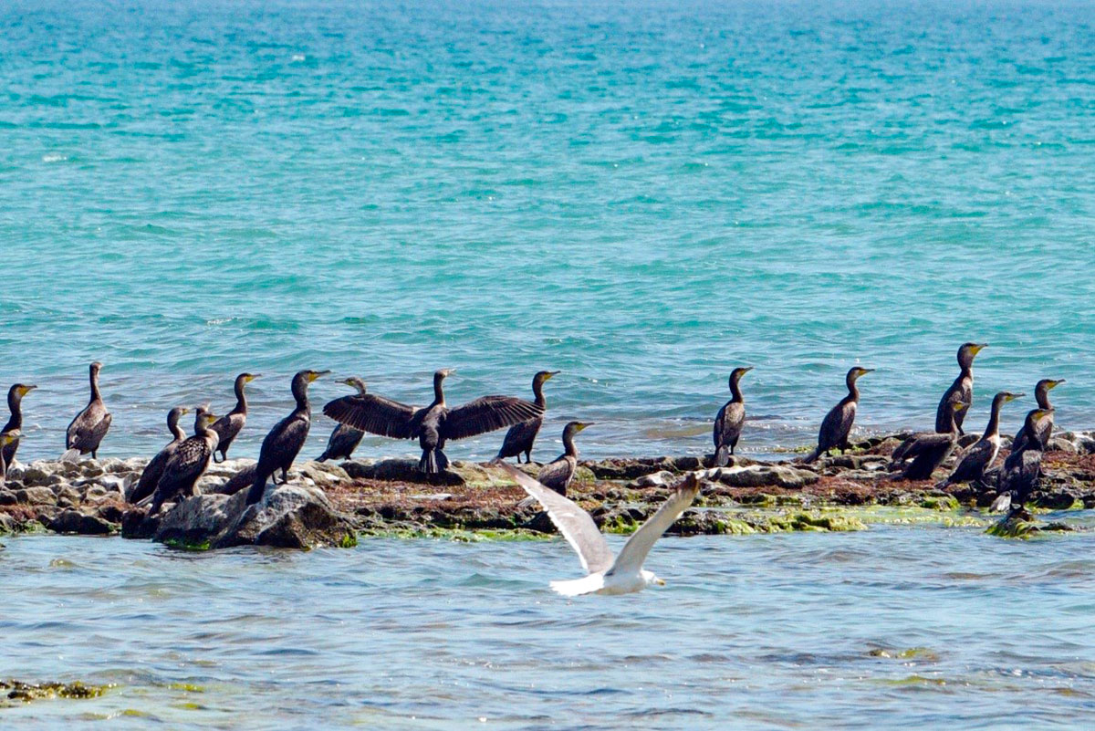Guşlar dünýäsi – Hazaryň türkmen kenarynyň bezegi