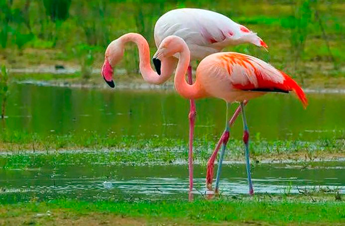 Guşlar dünýäsi – Hazaryň türkmen kenarynyň bezegi
