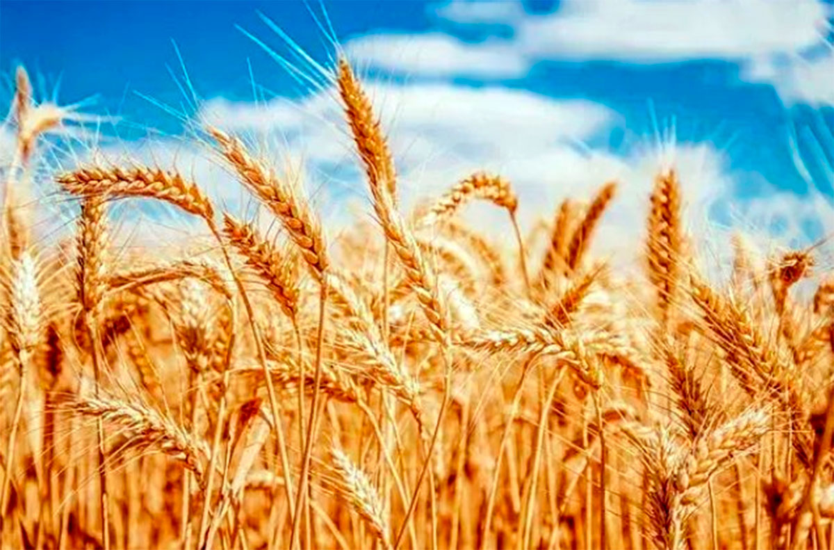 Dashoguz velayat aims to achieve a good wheat harvest