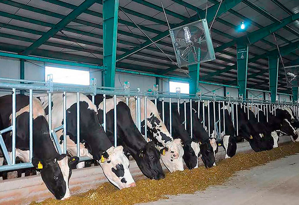 Animal husbandry is one of the main branches of agriculture in Dashoguz velayat