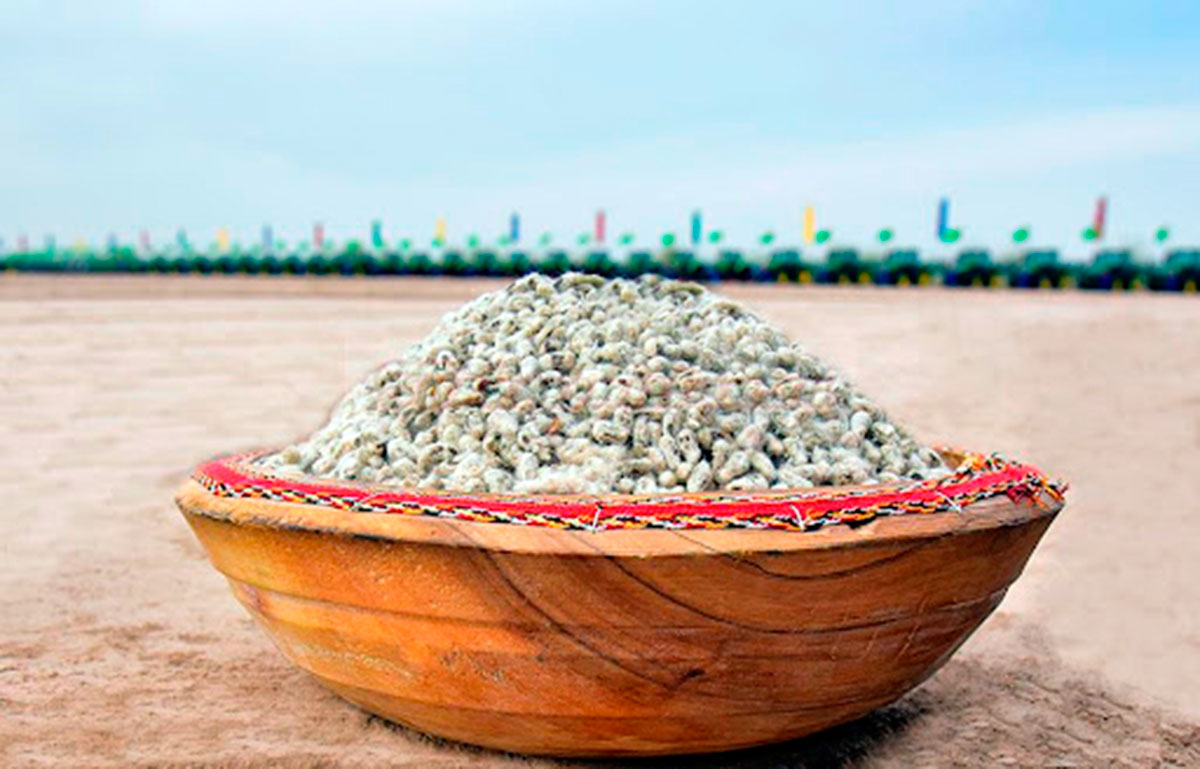 Specialists from the PA «Dashoguzpagta» are preparing seeds for the upcoming sowing