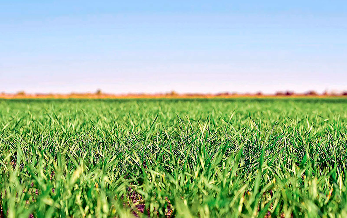 Ýaşyl maýsalara ideg etmek işleri guramaçylykly dowam edýär