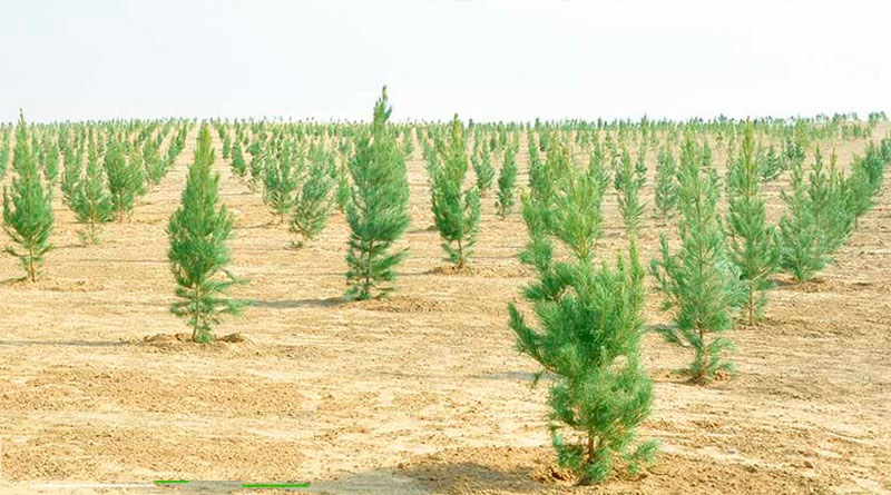 Türkmenistanda 21-nji martda ählihalk bag ekmek dabarasy geçiriler
