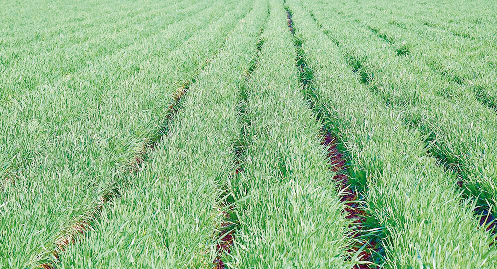 В Балканском велаяте ускоряются темпы ухода за посевами пшеницы