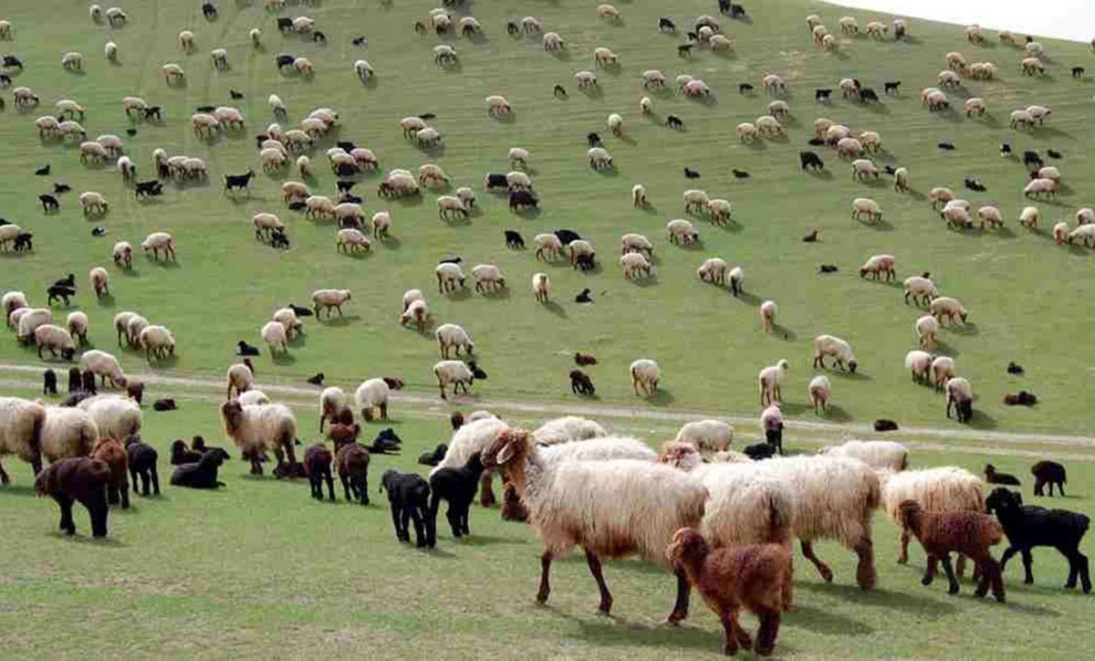 Животноводы Марыйского велаята успешно завершили окотную кампанию