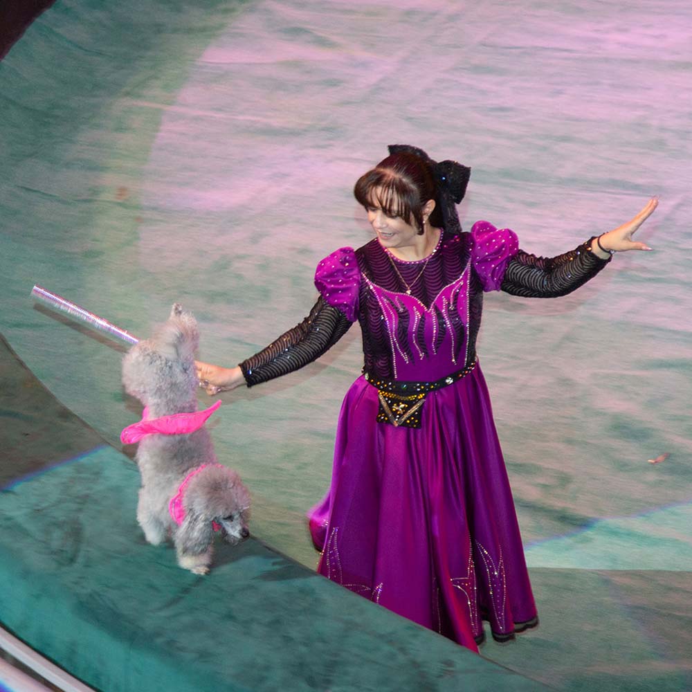 A New Circus Show – A Celebration for Fans of This Art Form