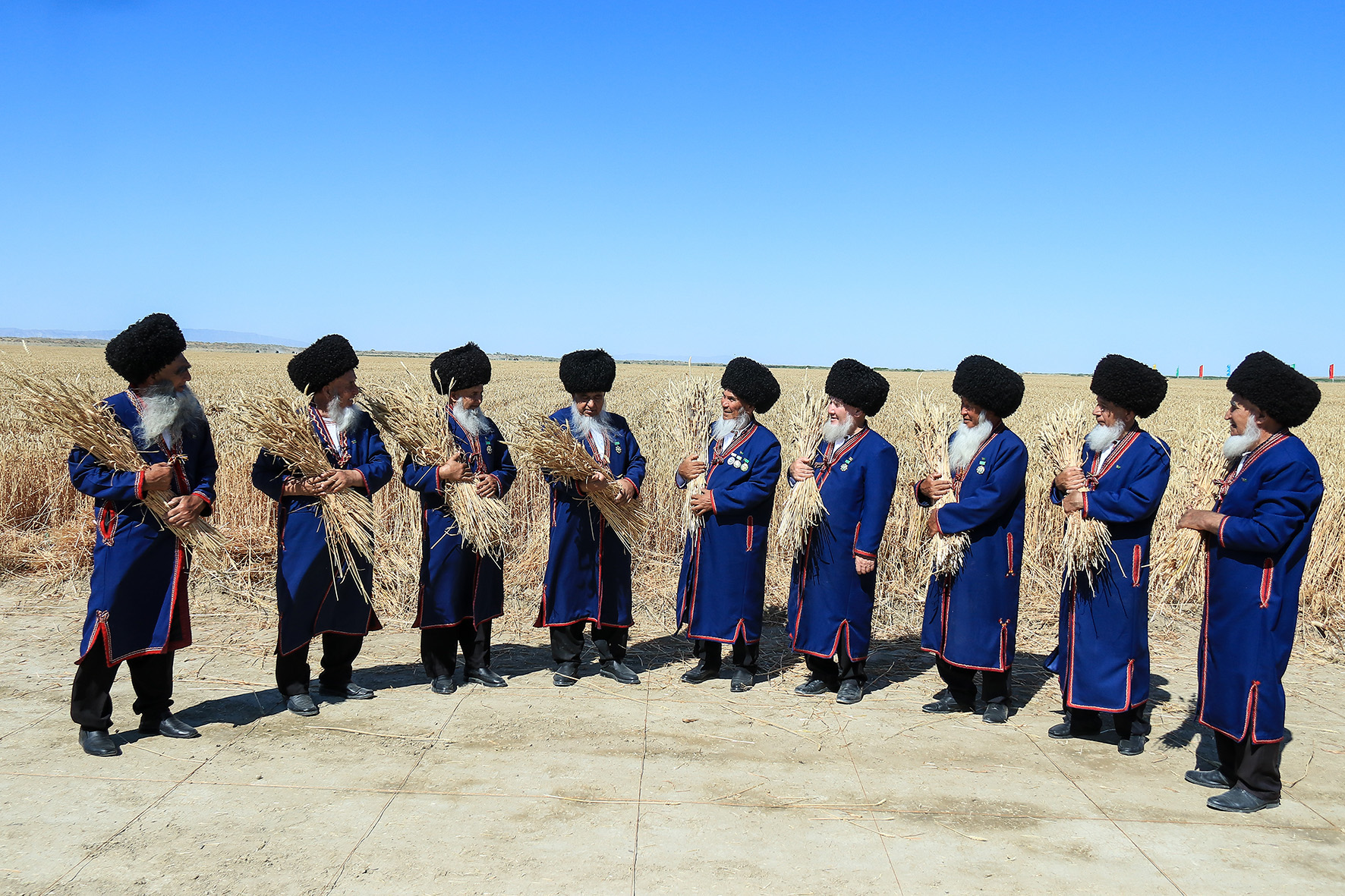 Daşoguz we Balkan welaýatlarynyň daýhanlary galla oragyna girişdiler