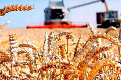 «Aksaraý» daýhan birleşiginiň daýhanlarynyň üstünligi