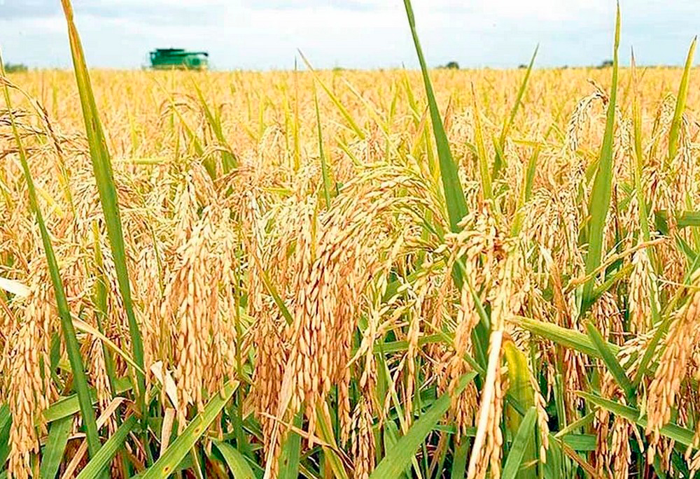 More than 47 thousand tons of rice are planned to be harvested in the Lebap velayat