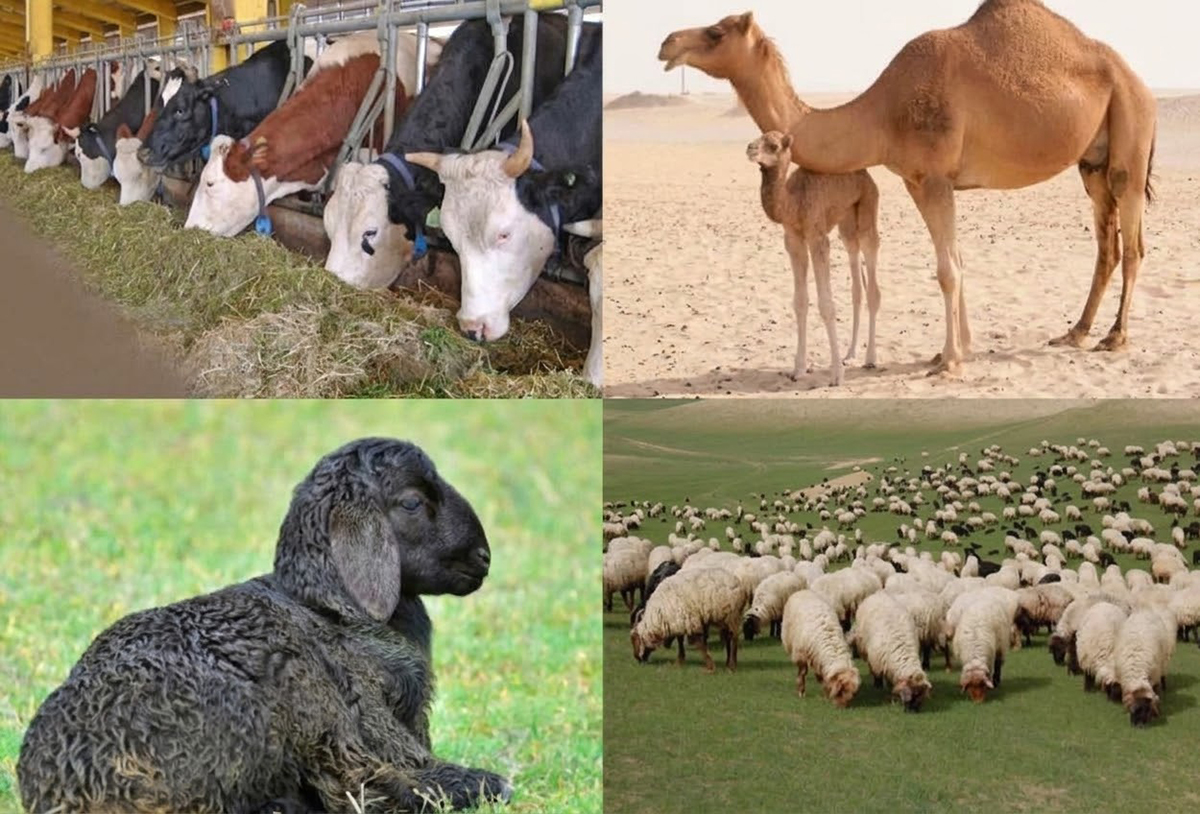 Dowarlar dok we ýyly gyşladylar