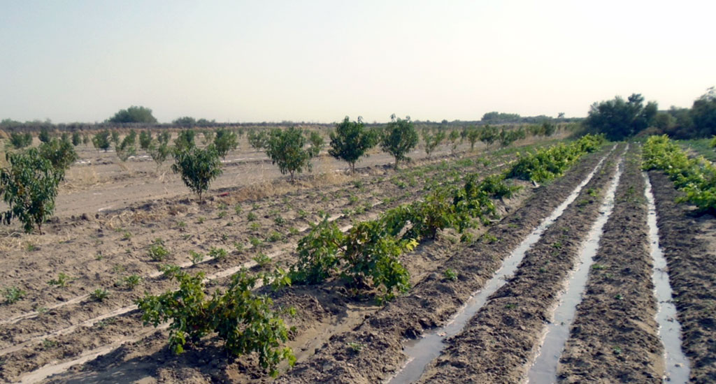 Фруктовый оазис. Почвы Туркменистана. Почва в Ашхабаде. Каракумский этрап фермеры. Разновидности почвы в Туркменистане.