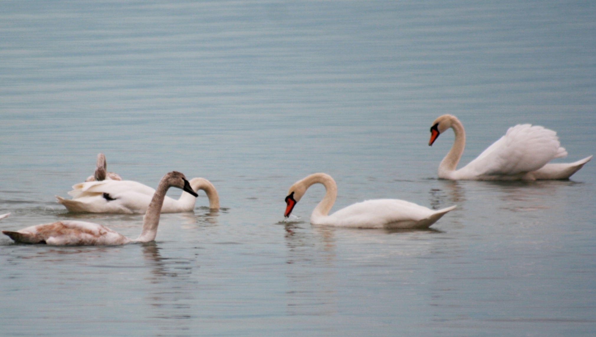 Рамсарская Конвенция − полвека международного сотрудничества во имя  сохранения биоразнообразия