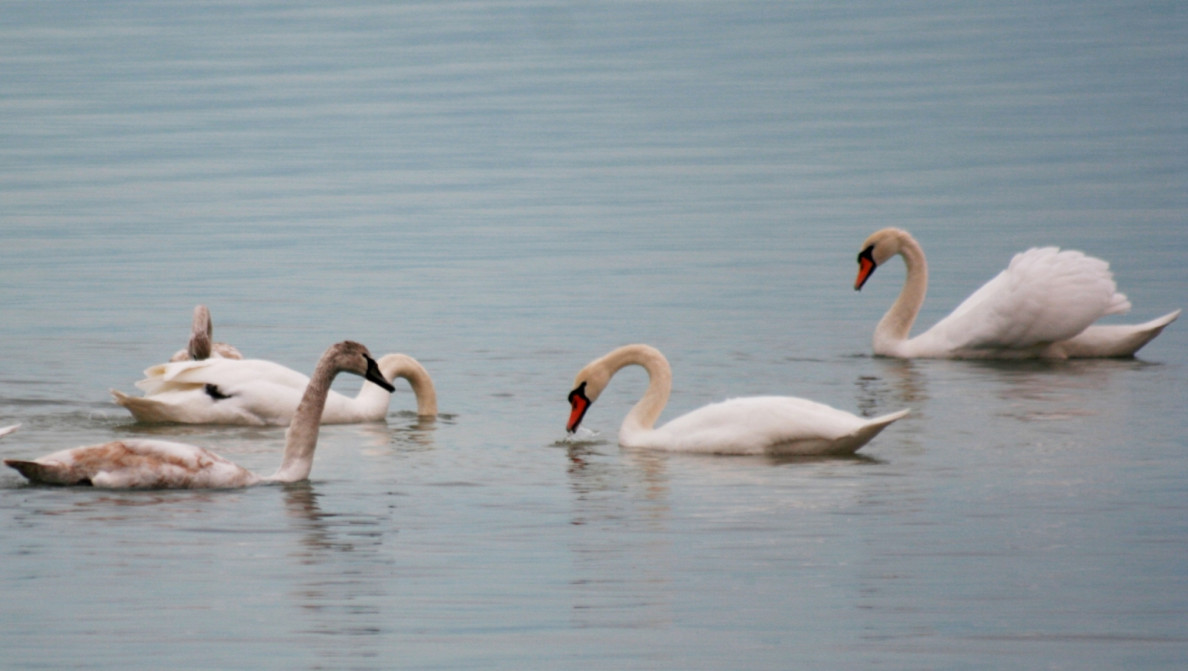 The Ramsar Convention – 50 years of international cooperation to preserve biodiversity