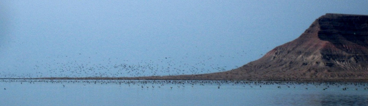 The Ramsar Convention – 50 years of international cooperation to preserve biodiversity