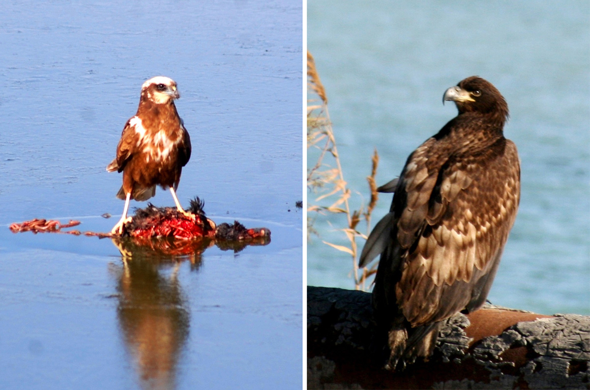 Эксперты провели учет пернатых