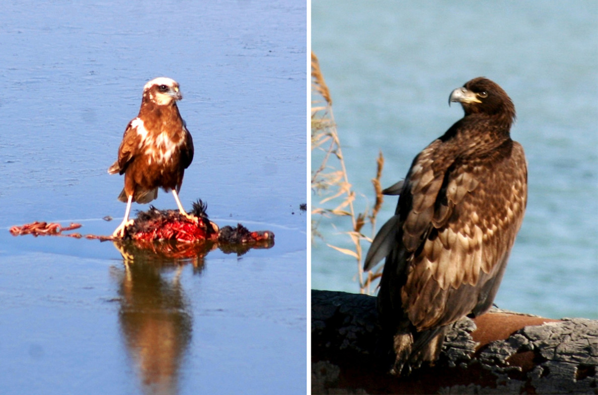 Bilermenler guşlary hasaba aldylar