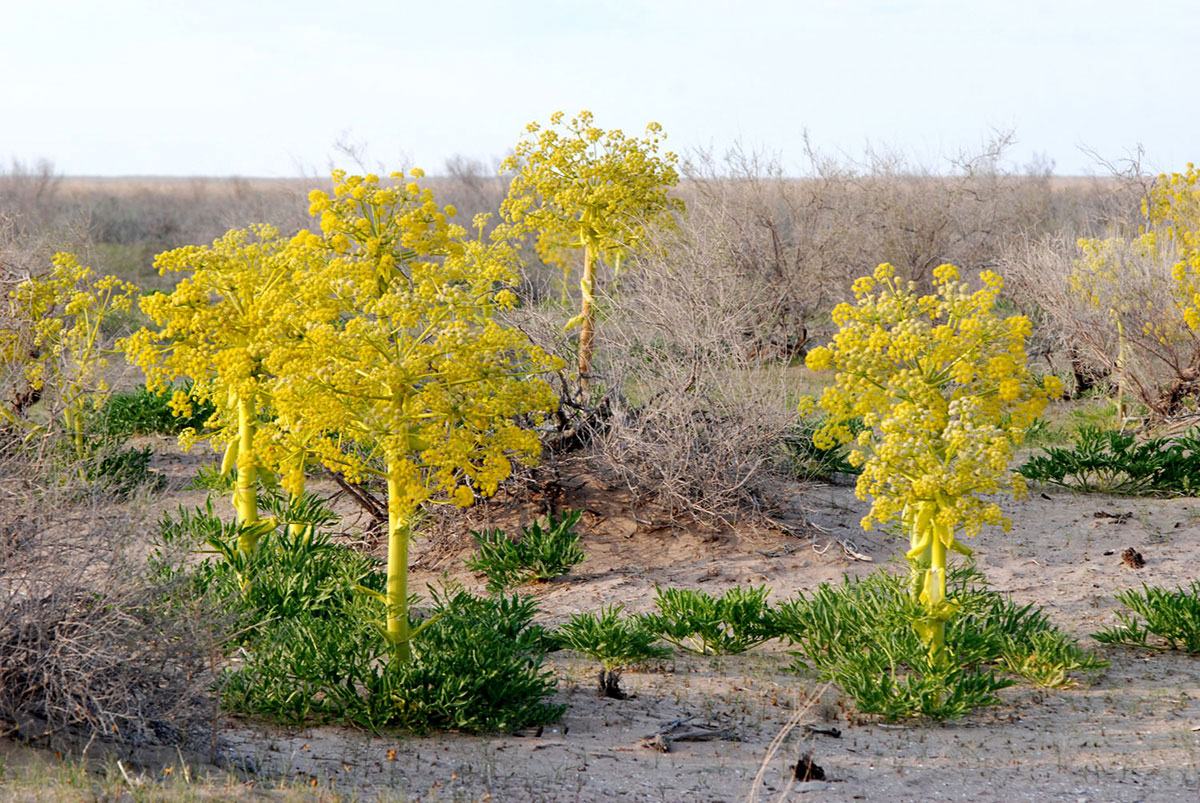 Капланкыр: территория двух экосистем