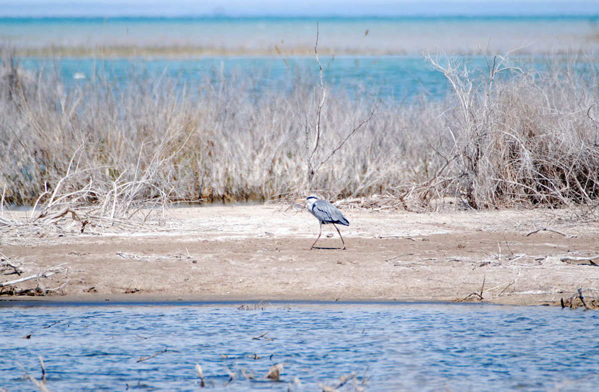 Капланкыр: территория двух экосистем