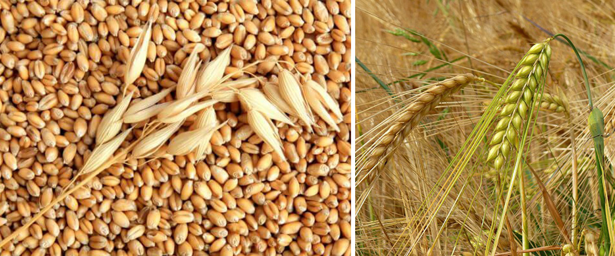 Economically Important Crop