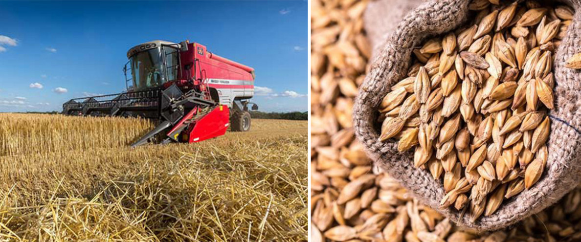 Uly ähmiýetli ekin